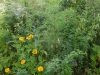 P1100241